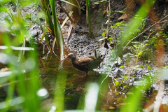 Rallus aquaticus