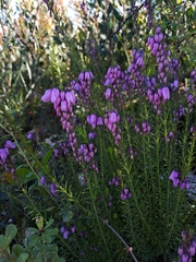 Tetratheca pilosa