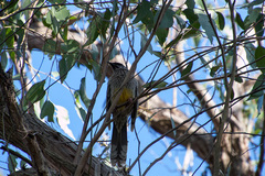 Anthochaera carunculata