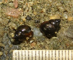 Bithynia tentaculata