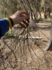 Casuarina obesa