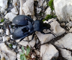 Carabus coriaceus