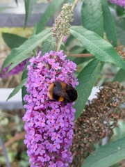 Bombus