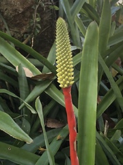Aechmea roberto-seidelii