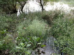 Alisma plantago-aquatica