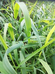 Phaneroptera falcata