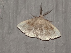 Phalaenostola metonalis