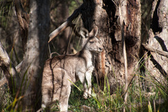 Macropus giganteus