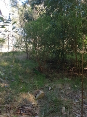 Alisterus scapularis