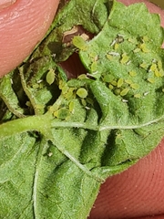 Aphis umbrella