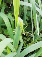 Phaneroptera falcata