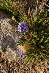 Polemonium eximium
