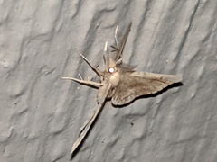 Phalaenostola metonalis