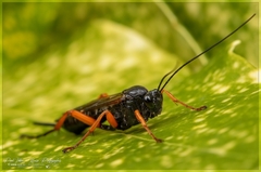 Pimpla