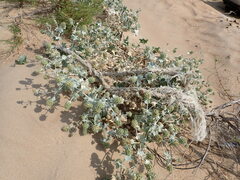 Eryngium maritimum
