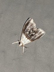 Lipocosmodes fuliginosalis