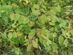 Apocynum androsaemifolium