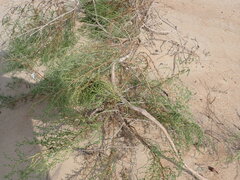 Artemisia arenaria