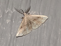 Phalaenostola metonalis