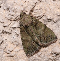 Polyphaenis sericata