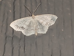 Scopula limboundata