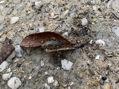 Ligia exotica