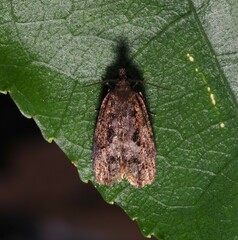 Cryptaspasma querula