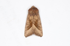 Hydraecia micacea