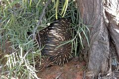 Tachyglossus aculeatus
