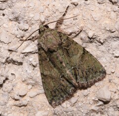 Polyphaenis sericata