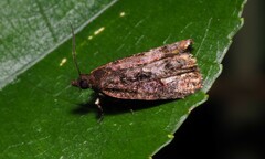 Cryptaspasma querula