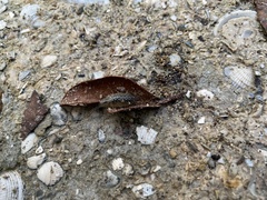 Ligia exotica