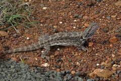 Pogona vitticeps