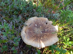 Tricholoma matsutake