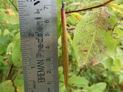 Apocynum androsaemifolium
