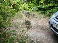 Echinops sphaerocephalus