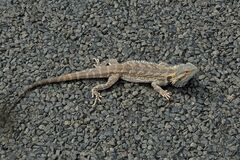 Pogona vitticeps