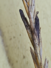 Claviceps purpurea