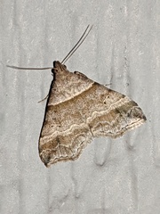 Phalaenophana pyramusalis