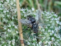 Tachinidae