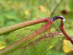 Apocynum androsaemifolium