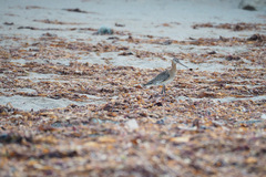 Limosa limosa