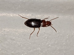Harpalinae