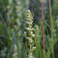Artemisia dracunculus