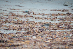 Limosa limosa