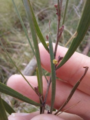 Acacia dawsonii