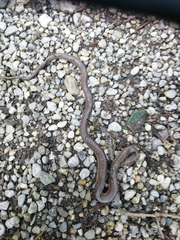 Zamenis longissimus