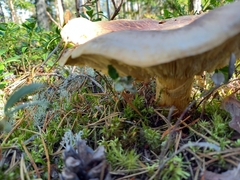 Tricholoma matsutake
