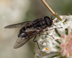 Scaptia