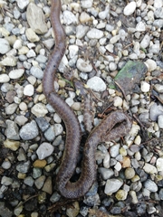 Zamenis longissimus